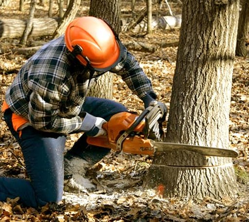 Tree Removal in Topsfield, MA